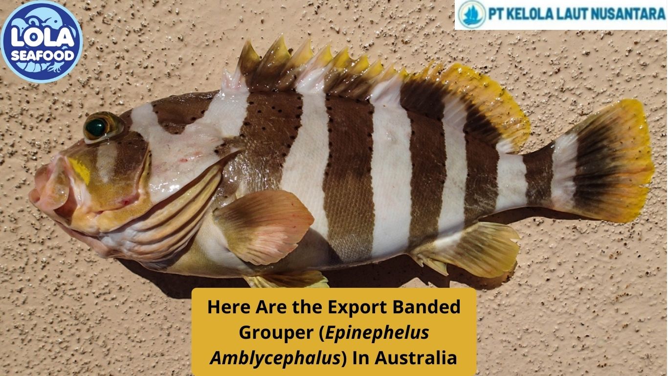 Here Are the Export Banded Grouper (Epinephelus Amblycephalus) In Australia